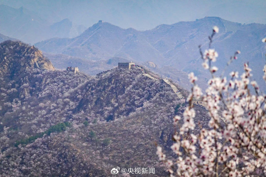 长城山花开成粉色海洋