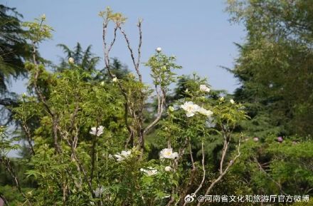 报!洛阳千年牡丹王开花了 报!洛阳千年牡丹王开花了