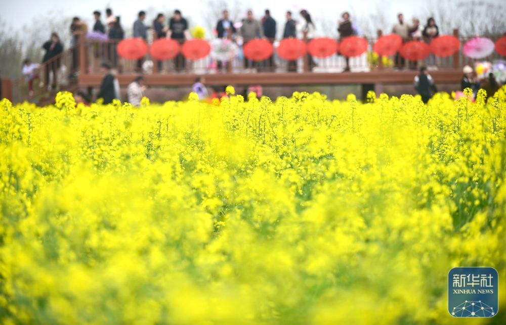 4月5日,游客在河南省洛阳市孟津区白鹤镇油菜花种植基地赏花游玩.