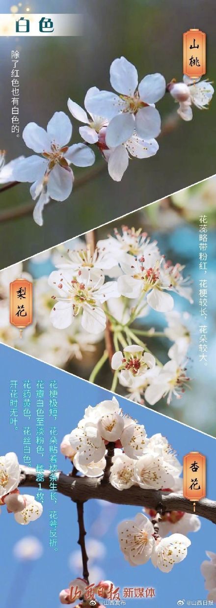 春天赏花不识花，识花小技巧来了