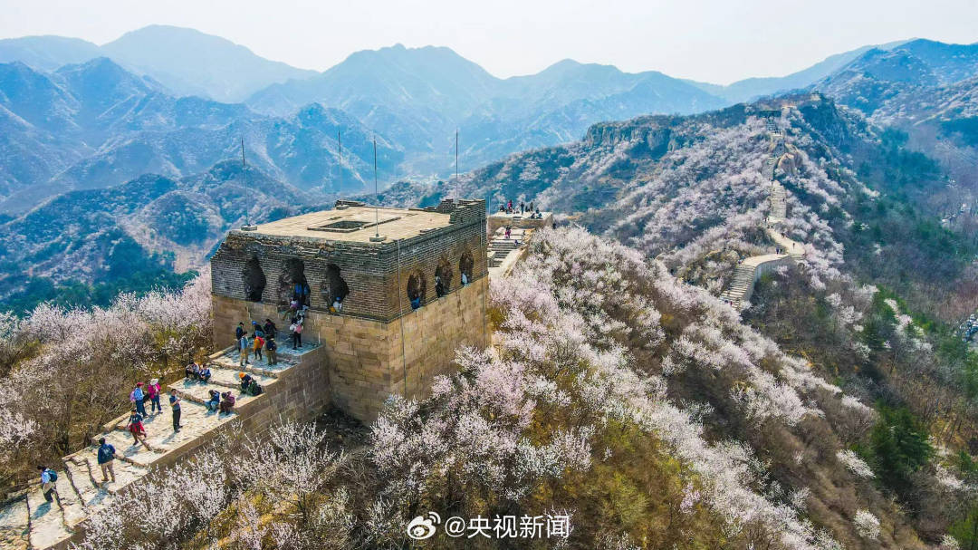 长城山花开成粉色海洋