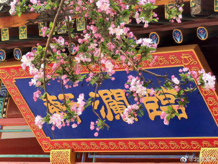 北海公园海棠又成花溪 北海公园海棠又成花溪