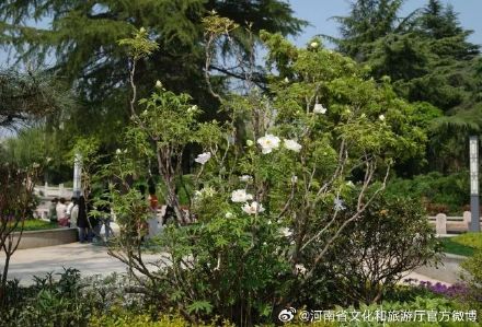 报!洛阳千年牡丹王开花了 报!洛阳千年牡丹王开花了