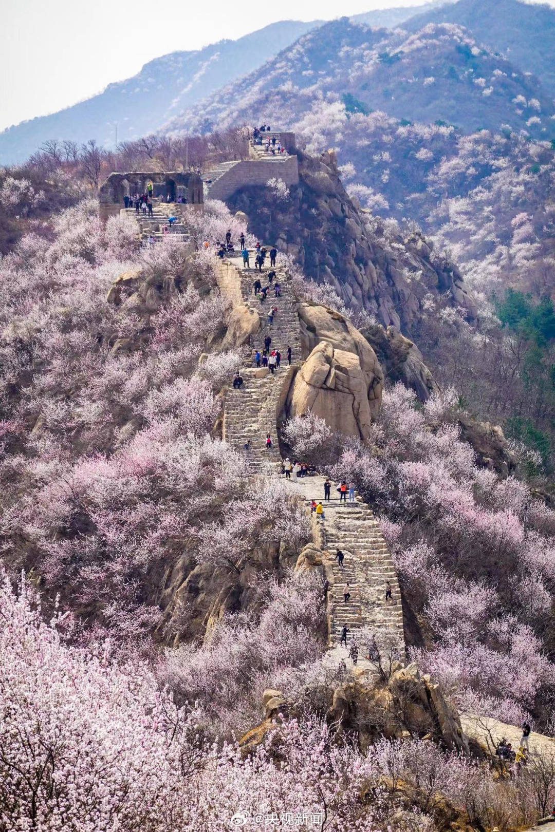 长城山花开成粉色海洋