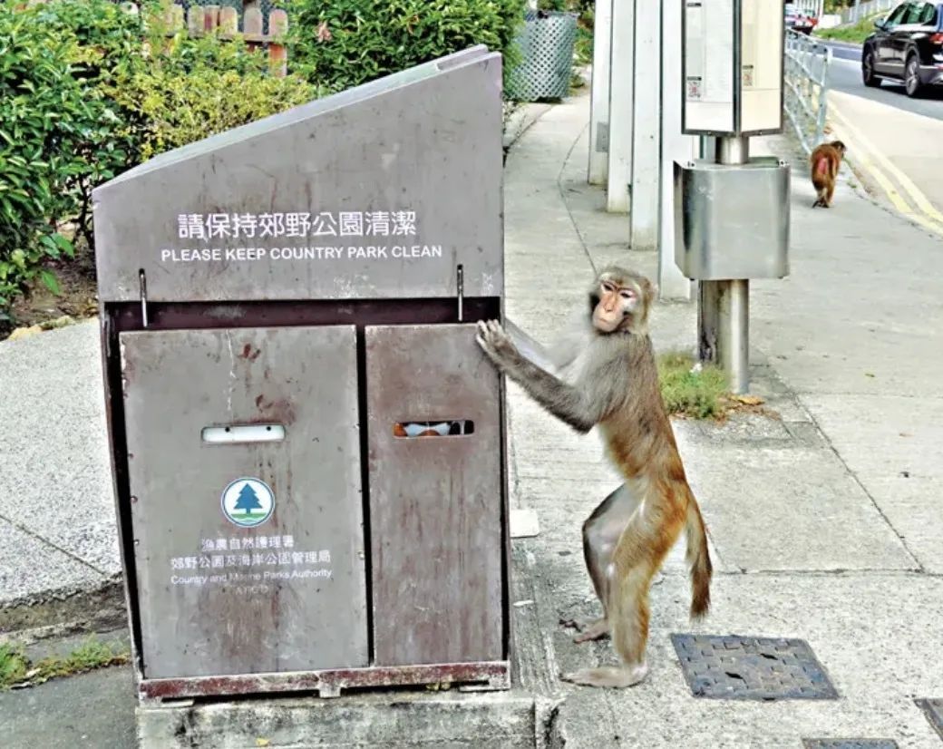 热搜第一的猴疱疹病毒，人类感染较为罕见