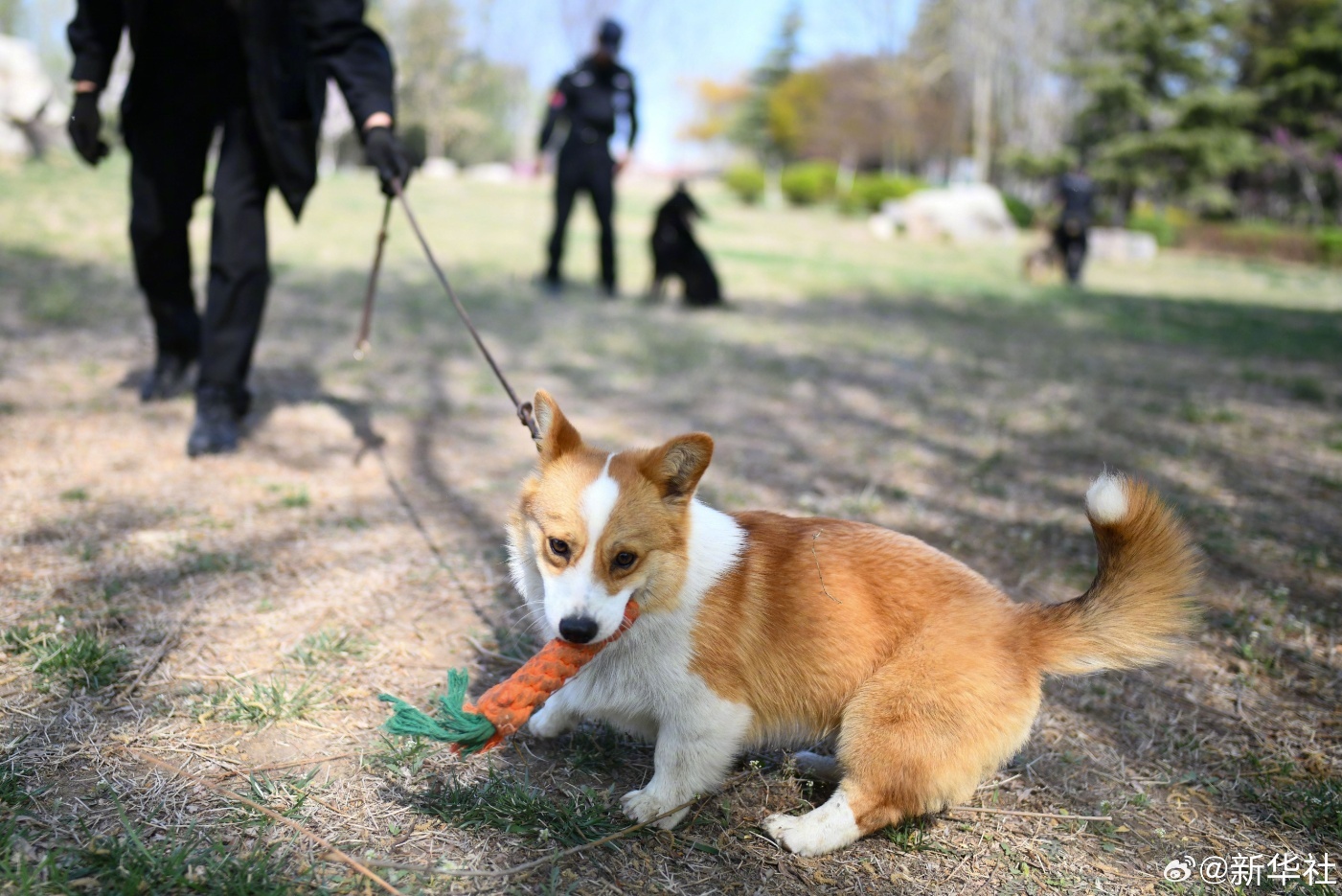 太可爱了!柯基警犬的训练日常 太可爱了!柯基警犬的训练日常