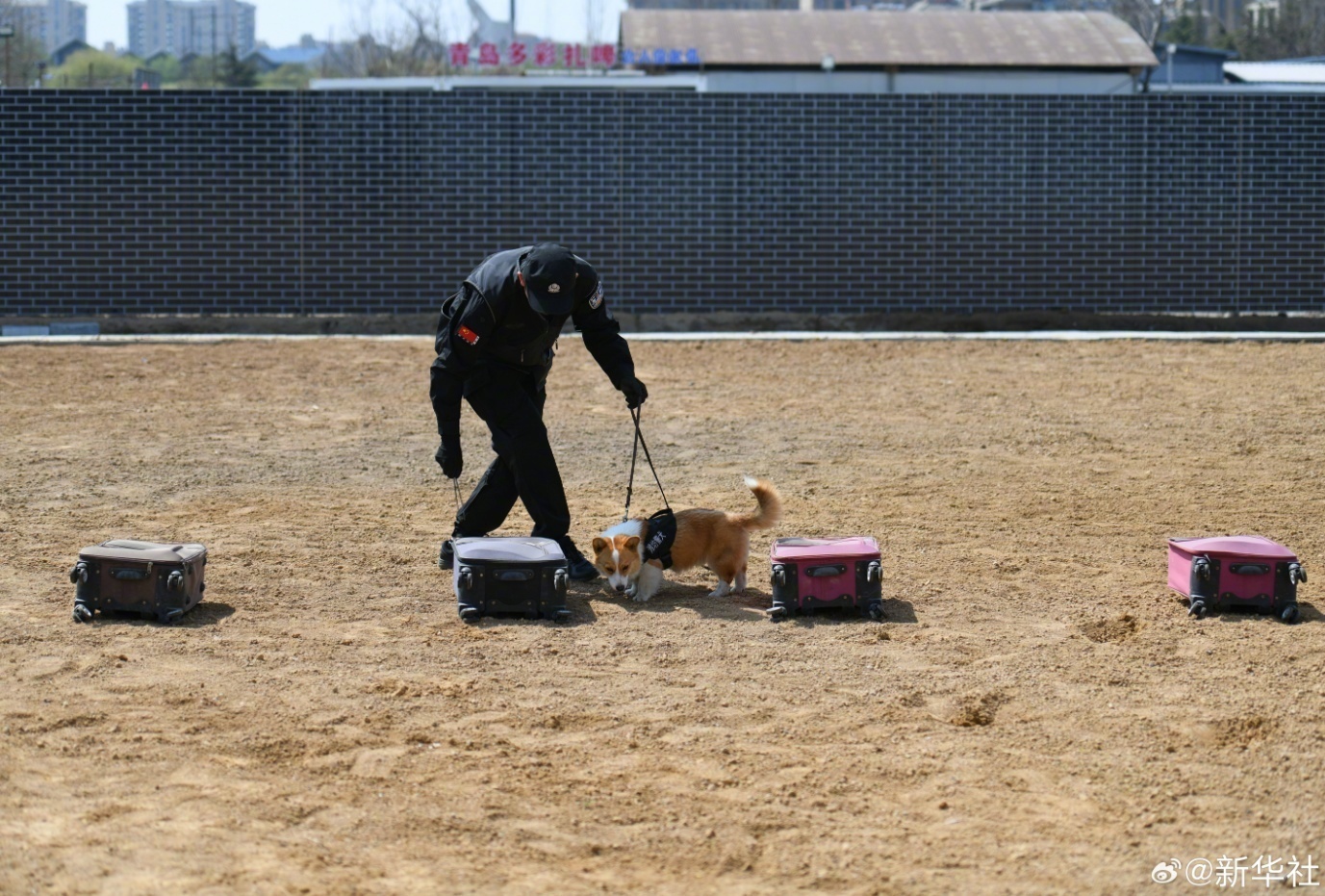 太可爱了!柯基警犬的训练日常 太可爱了!柯基警犬的训练日常