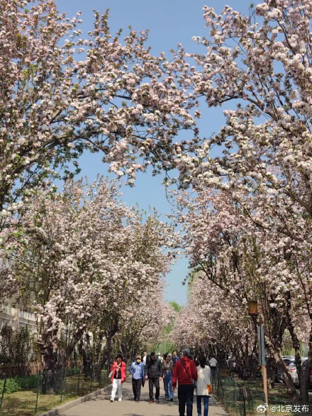 北海公园海棠又成花溪 北海公园海棠又成花溪