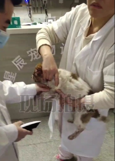“有小朋友都被吓哭了！” 太残忍！小区流浪狗被挖去双眼……