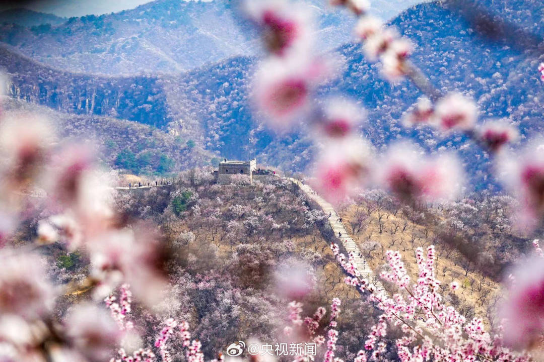 长城山花开成粉色海洋