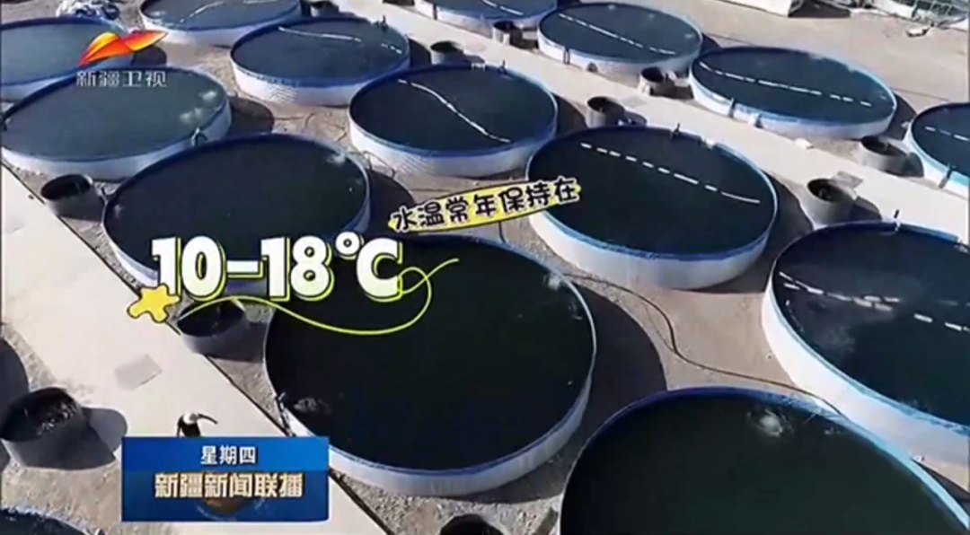 吐鲁番成功养殖三文鱼！
