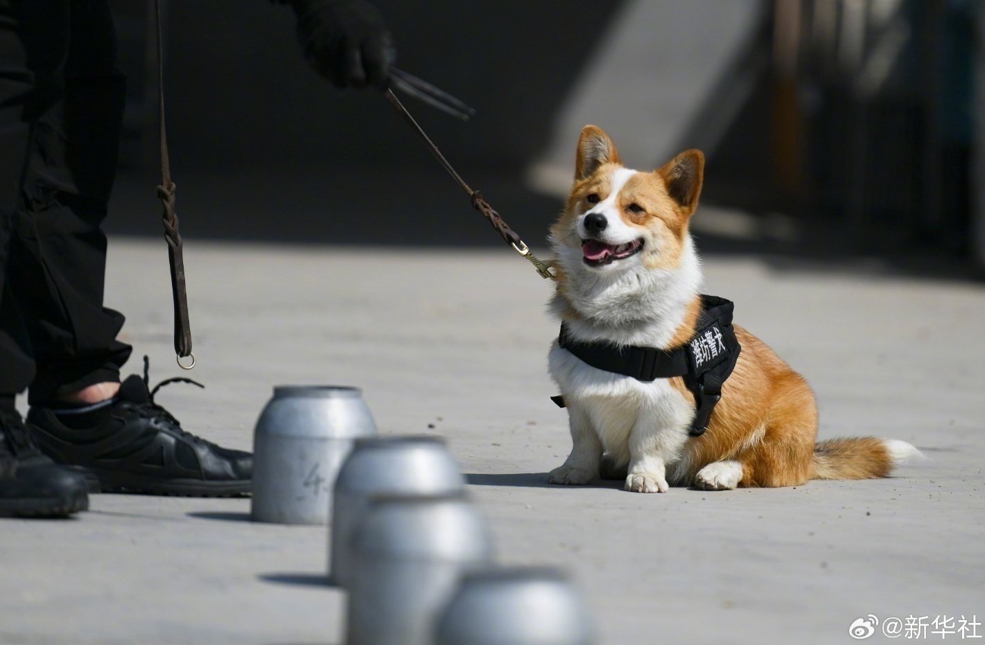 太可爱了!柯基警犬的训练日常 太可爱了!柯基警犬的训练日常