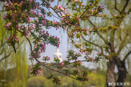 北海公园海棠又成花溪 北海公园海棠又成花溪