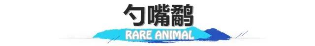 长臂猿、睑虎、小爪水獭……来看看生活在海南的“珍稀动物”们