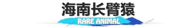 长臂猿、睑虎、小爪水獭……来看看生活在海南的“珍稀动物”们