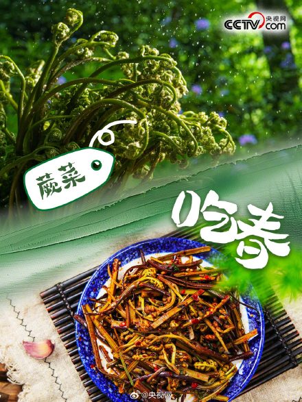春天有哪些野菜可以吃？