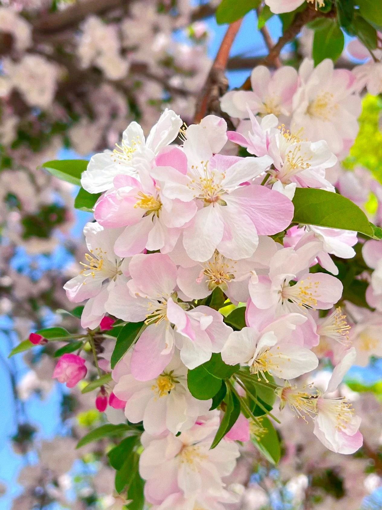 镜头下的北京科学中心|海棠花开 镜头下的北京科学中心|海棠花开