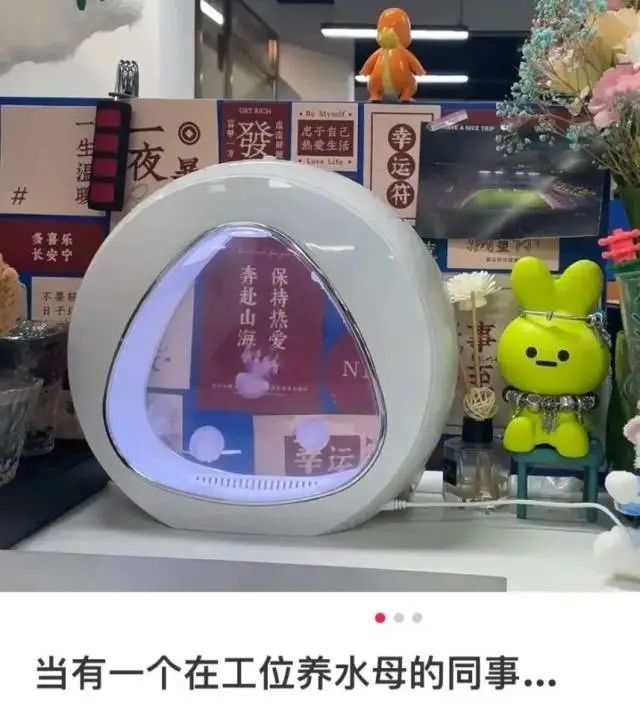 00后女生打造“春天工位”引围观！当代年轻人都在爆改工位，你是哪一种？