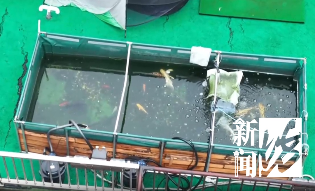 上海一居民楼顶惊现巨大鱼缸！近2.5吨！官方：没有法规可禁止...