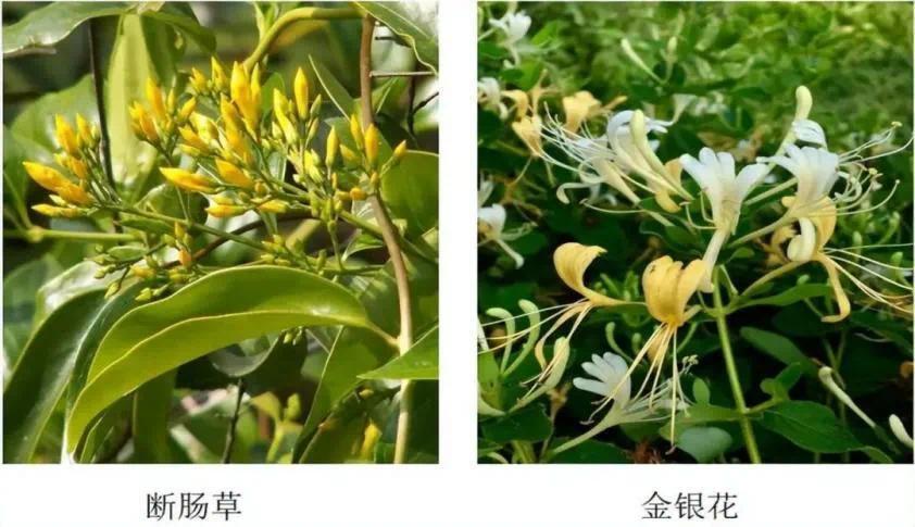 长相有迷惑性，食用会中毒！进入有毒野菜引发中毒高峰期