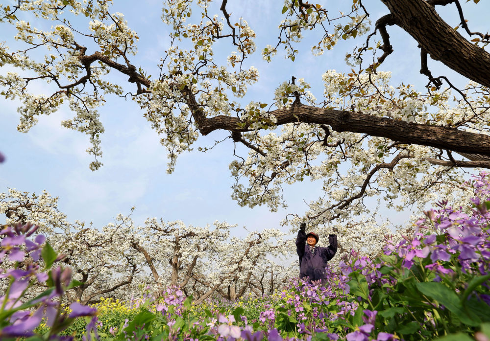 河北晋州:梨乡果农疏花授粉忙 河北晋州:梨乡果农疏花授粉忙