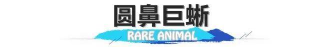 长臂猿、睑虎、小爪水獭……来看看生活在海南的“珍稀动物”们