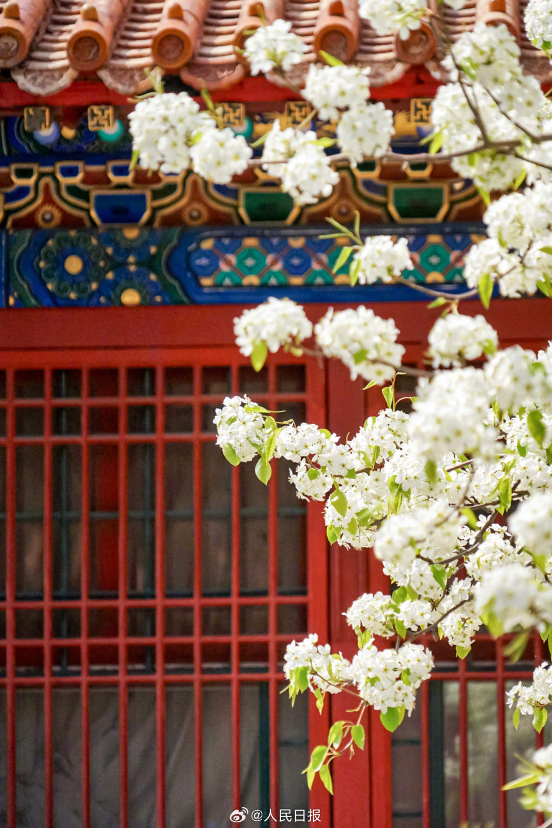 清新淡雅！白色梨花融入故宫配色