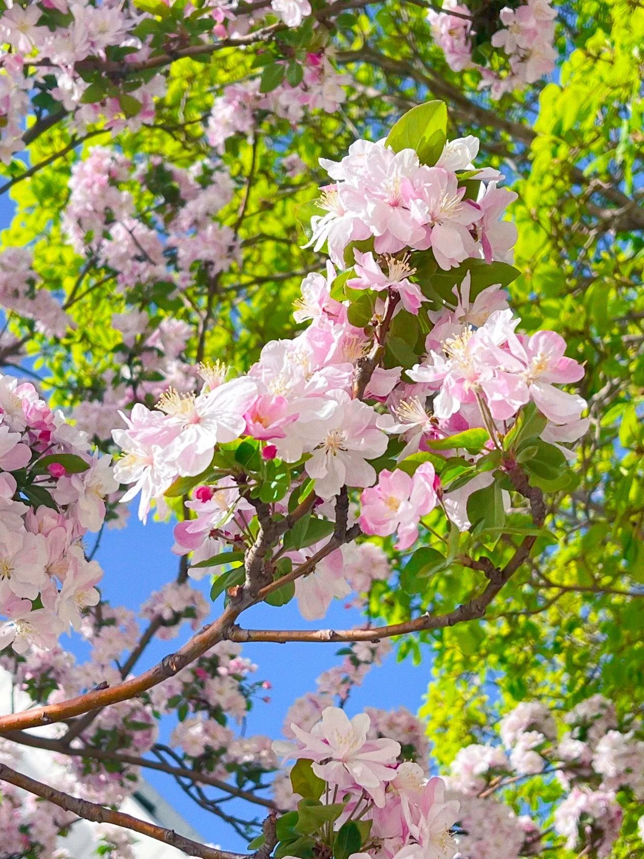 镜头下的北京科学中心|海棠花开 镜头下的北京科学中心|海棠花开