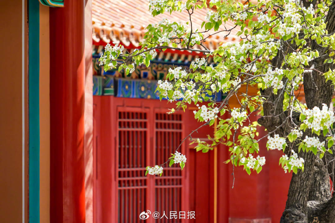 清新淡雅！白色梨花融入故宫配色