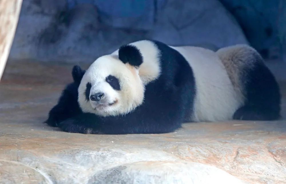 长臂猿、睑虎、小爪水獭……来看看生活在海南的“珍稀动物”们