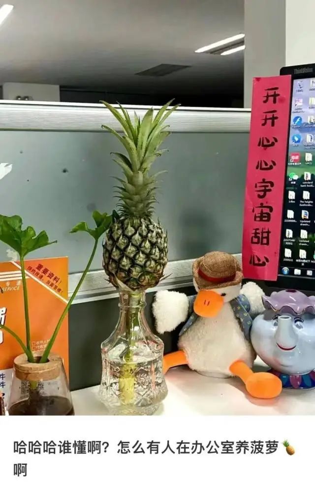 00后女生打造“春天工位”引围观！当代年轻人都在爆改工位，你是哪一种？