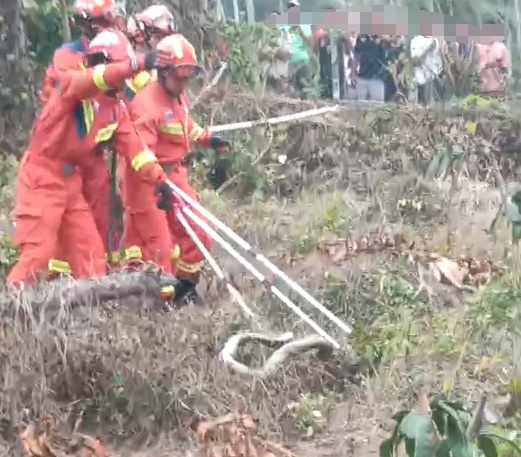 紧急提醒！眼镜王蛇出没，海南已有一人被咬死亡→
