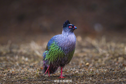 转存珍贵画面！这种鸟把毕加索的星空穿身上了