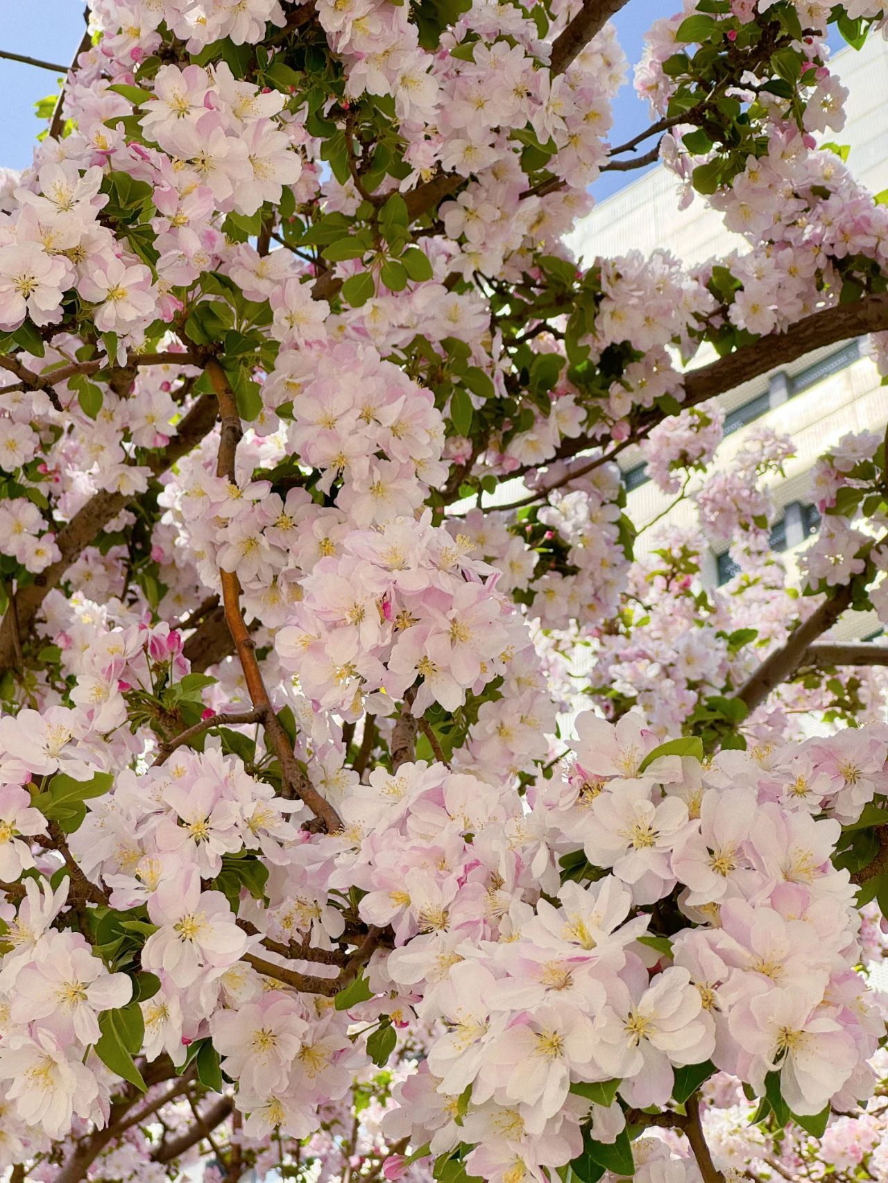 镜头下的北京科学中心|海棠花开 镜头下的北京科学中心|海棠花开