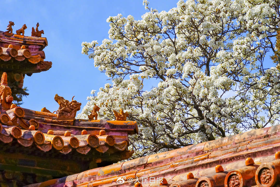 清新淡雅！白色梨花融入故宫配色