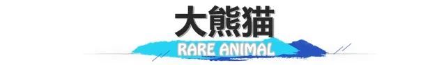 长臂猿、睑虎、小爪水獭……来看看生活在海南的“珍稀动物”们