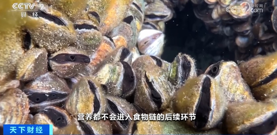 密恐犯了！外来物种入侵！这里的整个水系已被占据