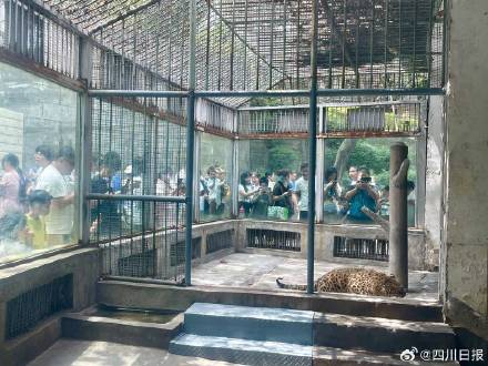 攀枝花胖豹走红后动物园月收入超去年全年