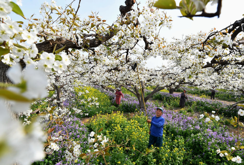 河北晋州:梨乡果农疏花授粉忙 河北晋州:梨乡果农疏花授粉忙
