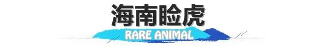长臂猿、睑虎、小爪水獭……来看看生活在海南的“珍稀动物”们