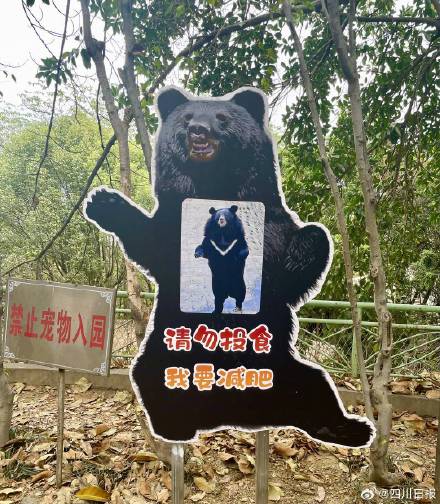 攀枝花胖豹走红后动物园月收入超去年全年