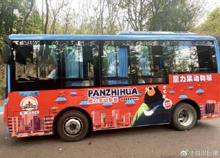 攀枝花胖豹走红后动物园月收入超去年全年