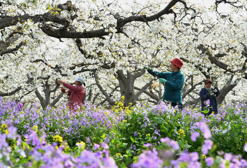 河北晋州:梨乡果农疏花授粉忙 河北晋州:梨乡果农疏花授粉忙