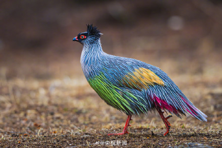 转存珍贵画面！这种鸟把毕加索的星空穿身上了