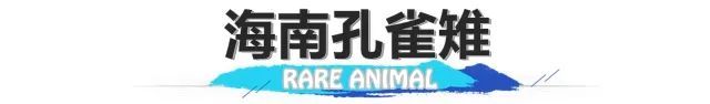 长臂猿、睑虎、小爪水獭……来看看生活在海南的“珍稀动物”们