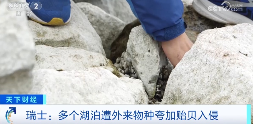 密恐犯了！外来物种入侵！这里的整个水系已被占据