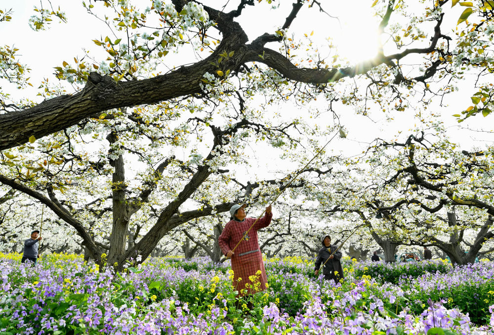 河北晋州:梨乡果农疏花授粉忙 河北晋州:梨乡果农疏花授粉忙