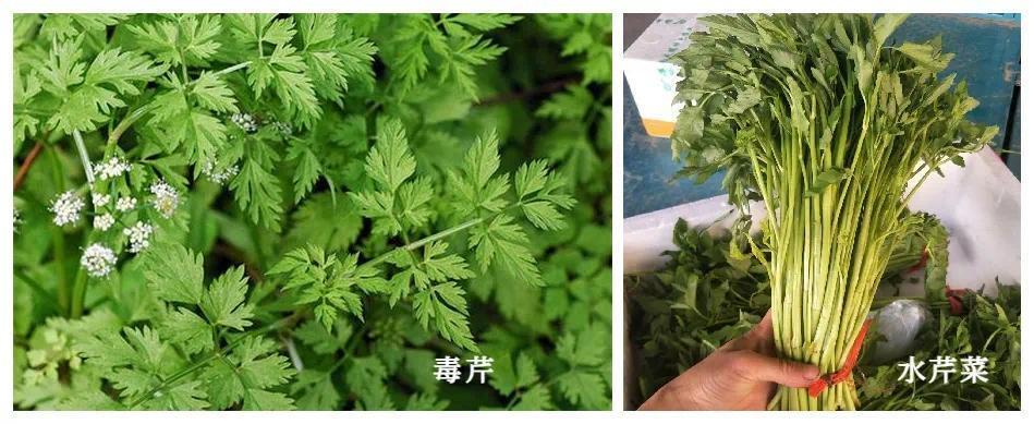 长相有迷惑性，食用会中毒！进入有毒野菜引发中毒高峰期