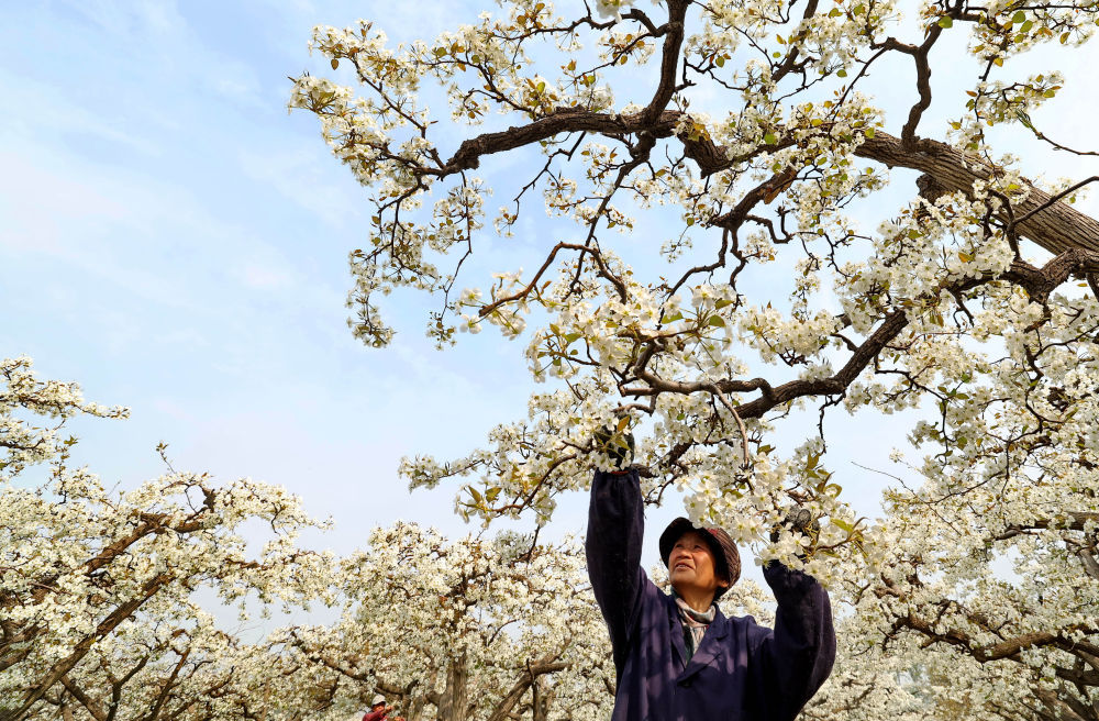 河北晋州:梨乡果农疏花授粉忙 河北晋州:梨乡果农疏花授粉忙