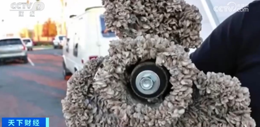 密恐犯了！外来物种入侵！这里的整个水系已被占据